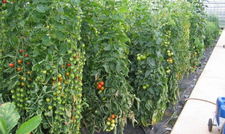 Tomates Letzebuerger Gemeis