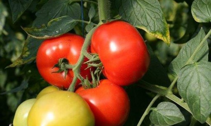 Tomates2 Letzebuerger Gemeis