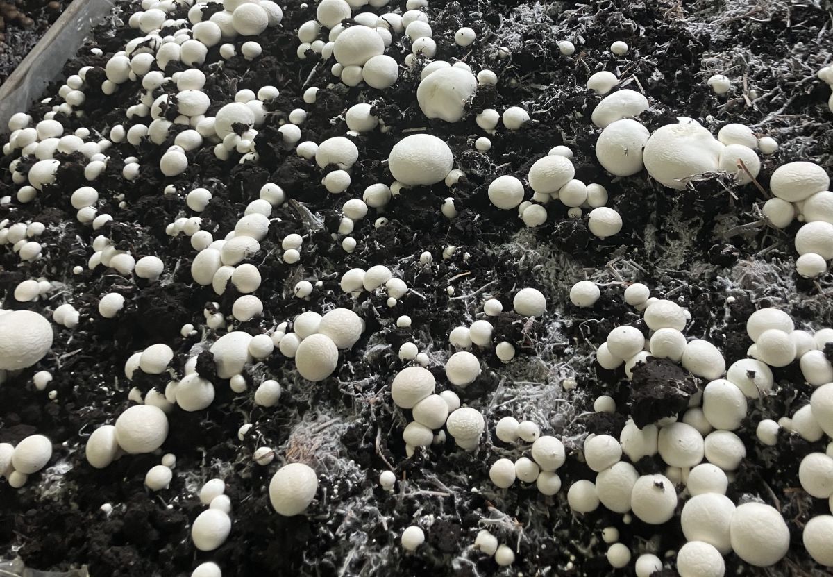 Champignon_IMG_0719