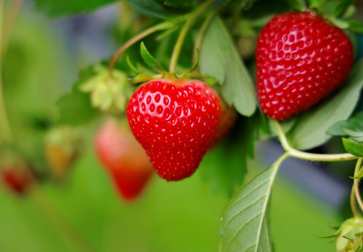 Fraise_réduit