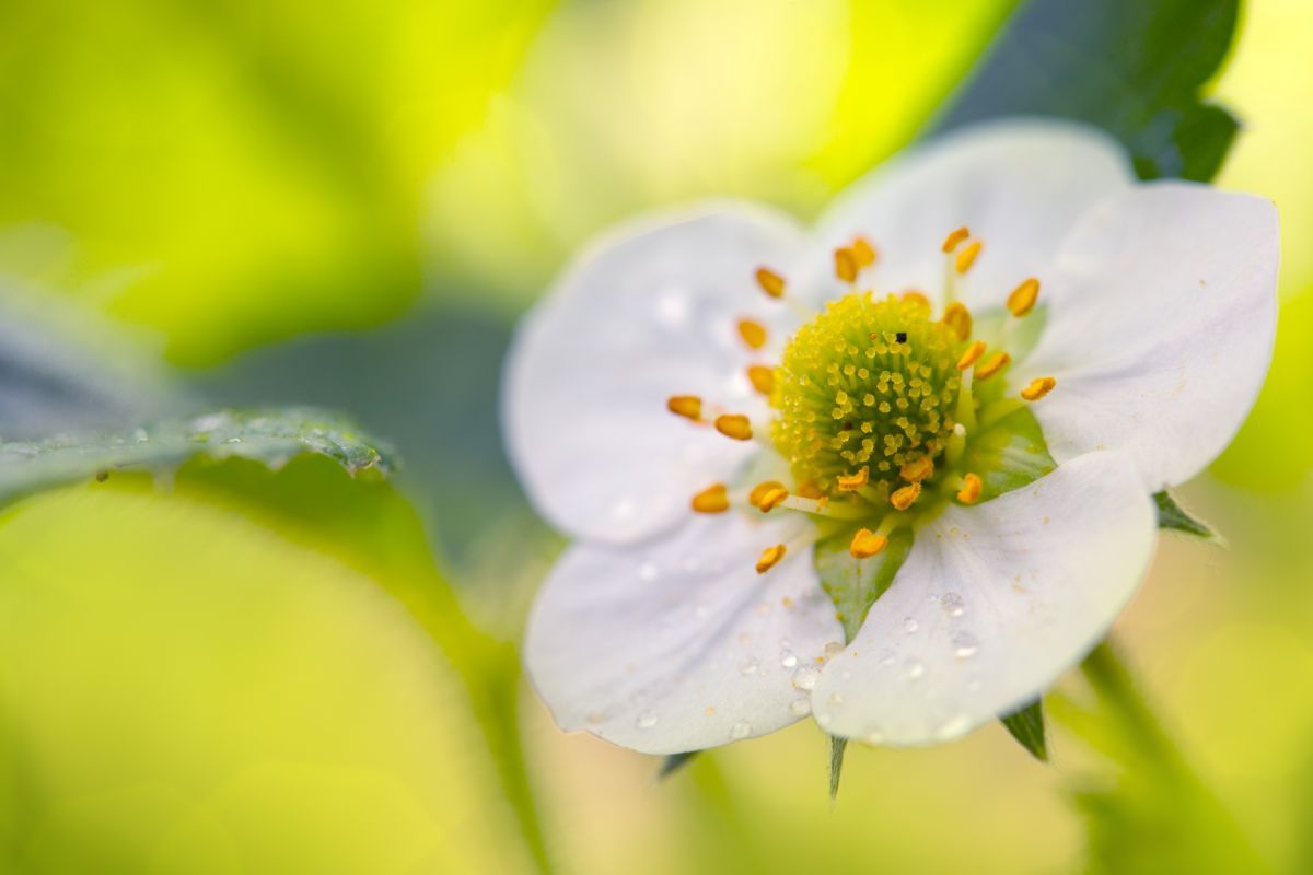 Fleur fraises_réduit