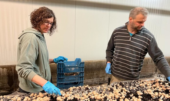 Image de Um Knapphaff